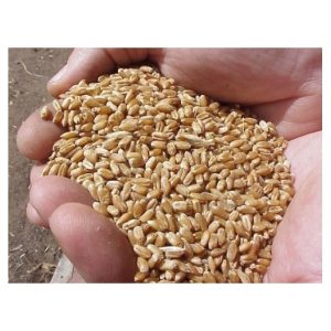 Saco TRIGO 25 KG  Faunamix Trigo de alta calidad para aves granívoras — Faunamix trigo