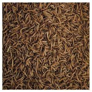 gusanos-de-la-harina-tenebrio-5-kg Gusanos de la Harina Tenebrio molitor de PRODAC: alimento natural y nutritivo para aves insectívoras