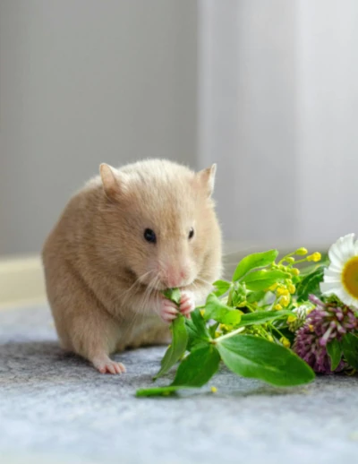 un hamster comiendo