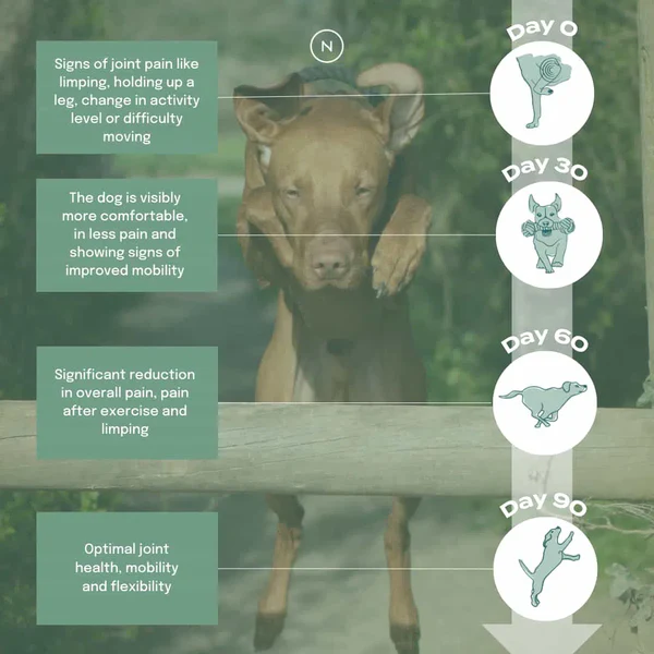 UC-IIresultInfographic_portraitmobile Aceite Articulaciones Perro Naturecan