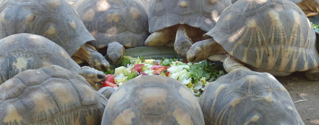 Alimentación para reptiles