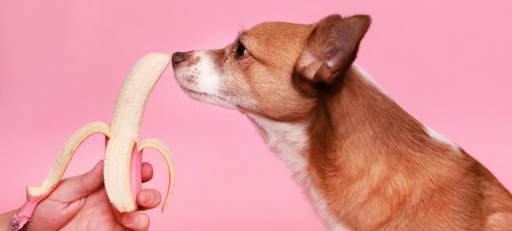 Alimentación para perros