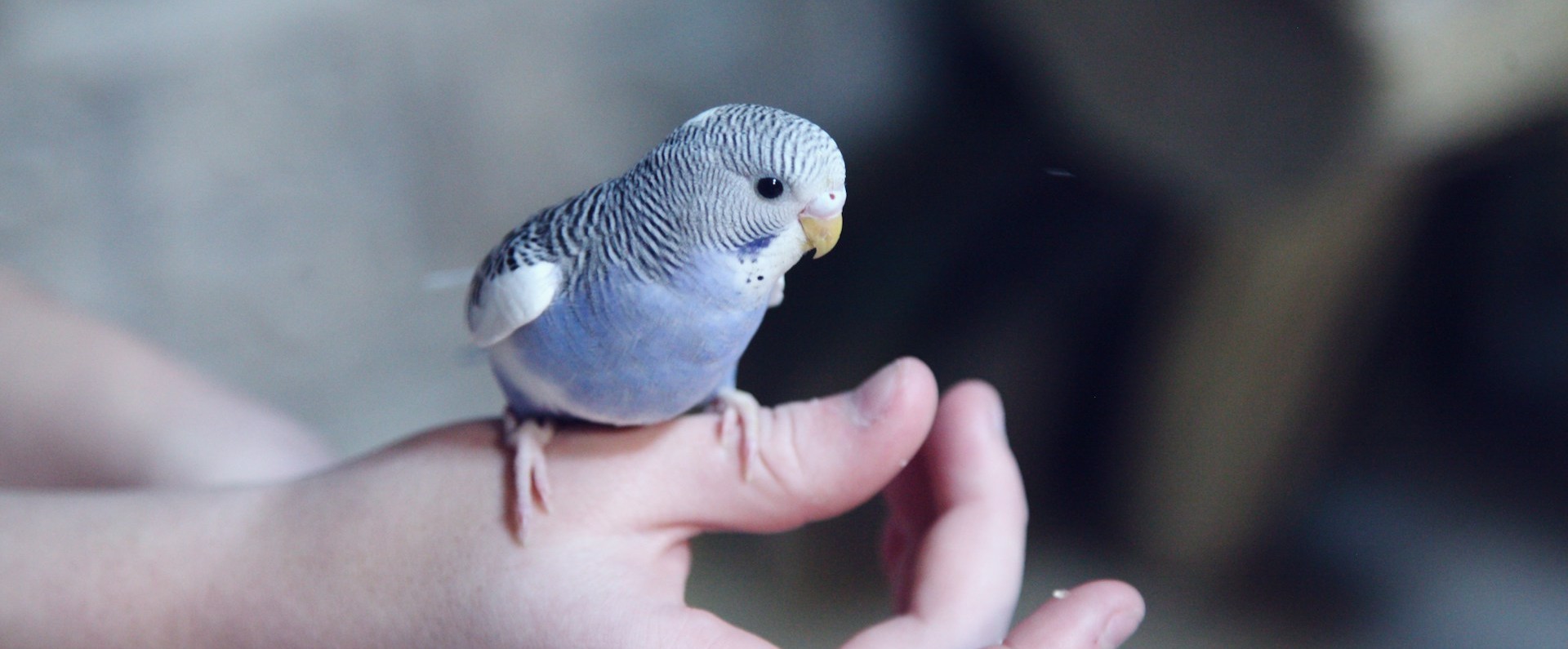 alimentacion aves