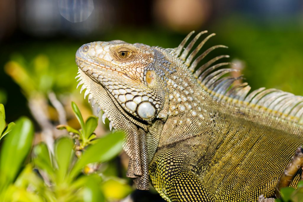 Alimentación para reptiles
