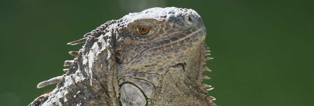 Alimentación para reptiles