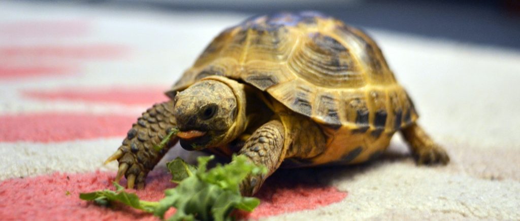 Alimentación para reptiles