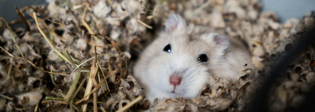 hamster