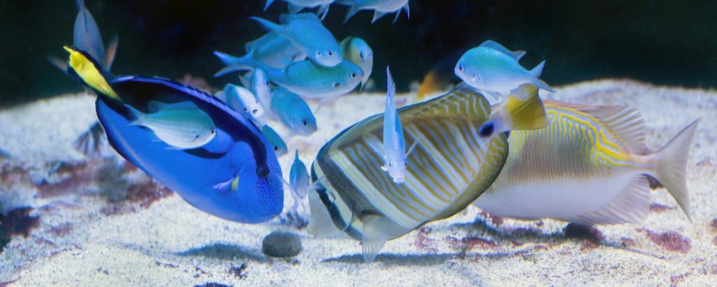 Alimentación para peces
