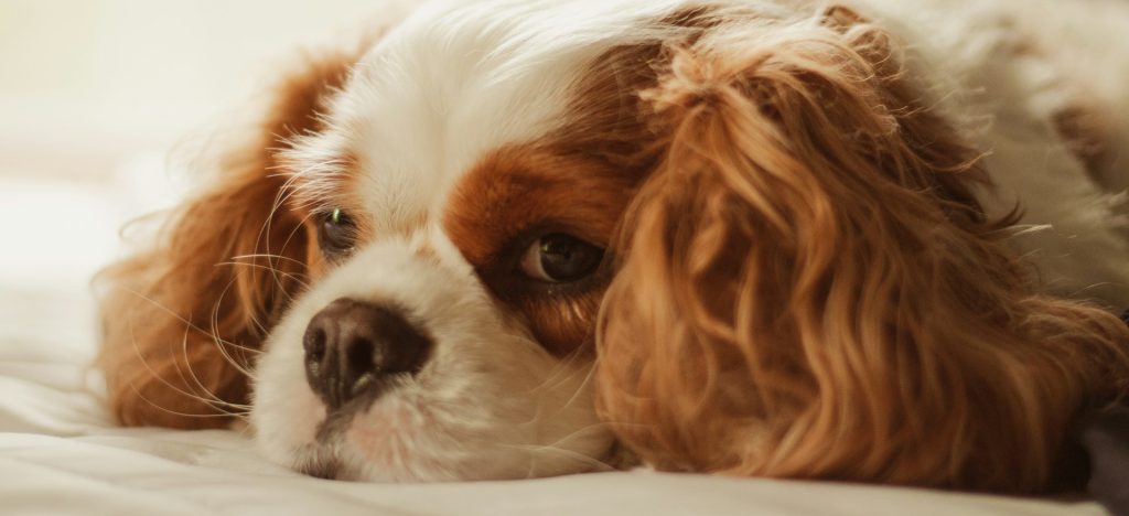 Alimentación para perros