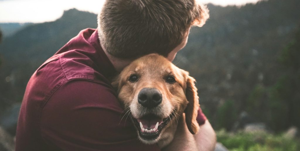 Alimentación para perros