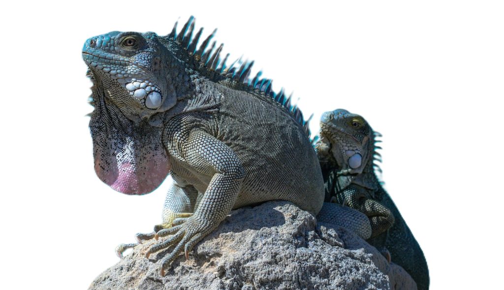 Alimento para reptiles