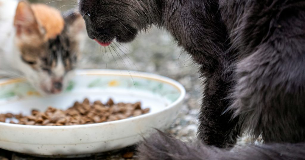 Alimentación para gatos