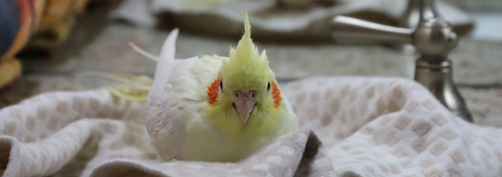 Alimentación para aves