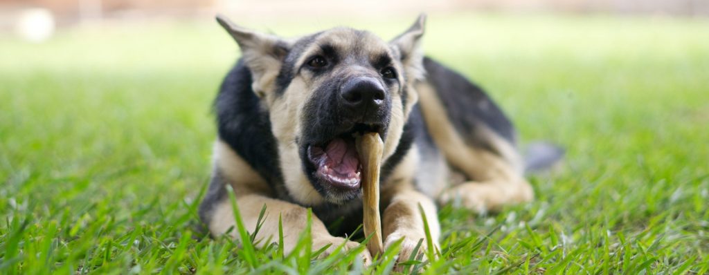 chuches para mascotas