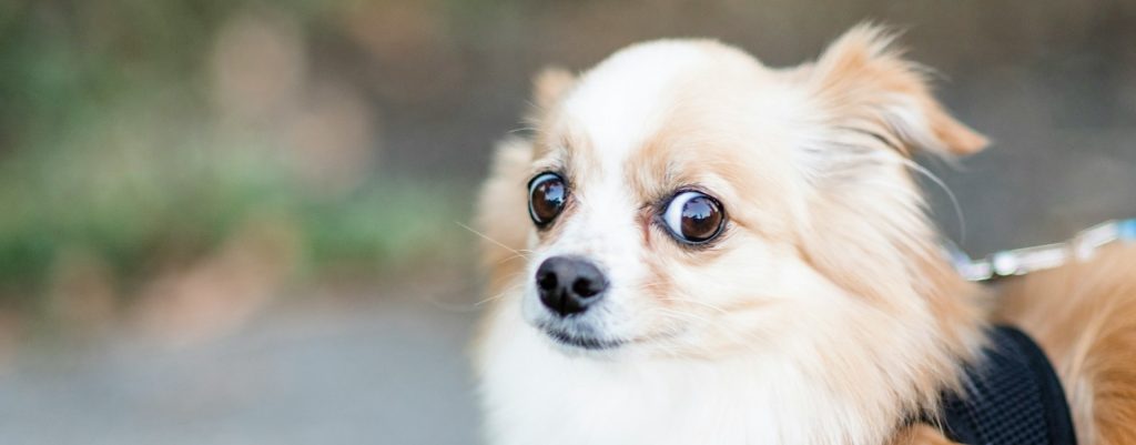 chuches para mascotas