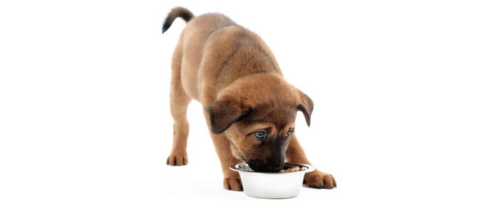 alimentos para perro