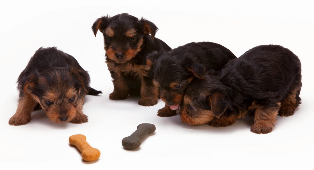alimentos para perro