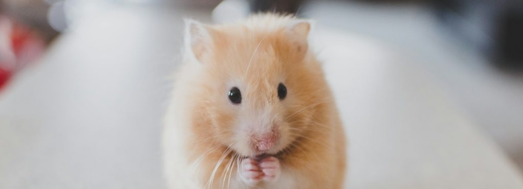 hamster dorado 2