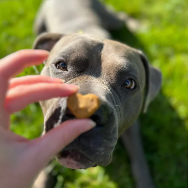 Naturecan Articulaciones Perros