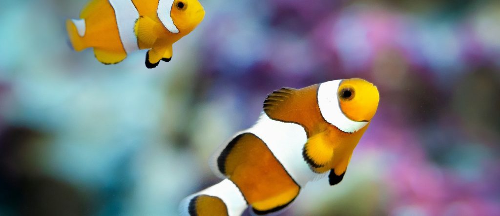 Alimentación para peces