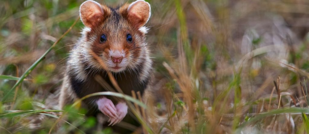 hamster selaje